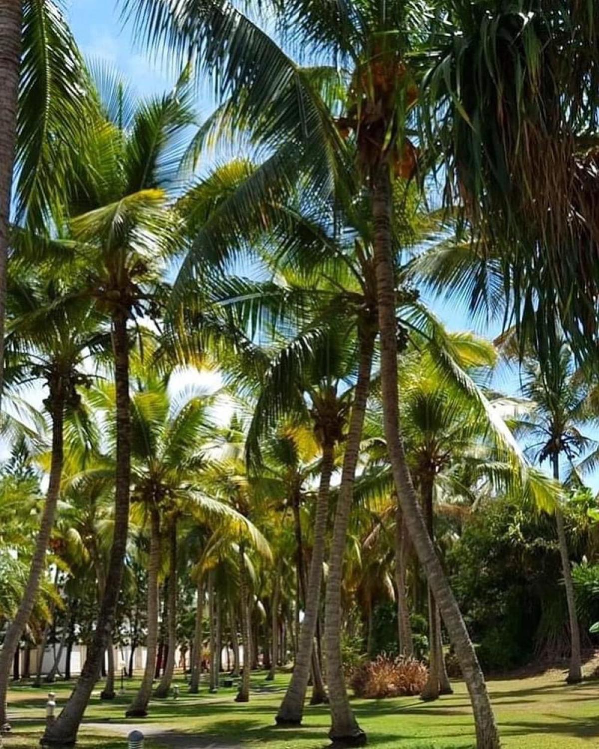 Studio Mojito Vue Mer,Piscine Avec Cuve Eau Et Acces Plage Et Piscine Anse Des Rochers Saint-Francois  Bagian luar foto